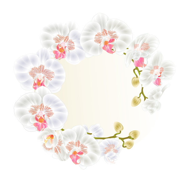 框架美丽的兰花白色茎与花和芽近距离孤立的复古矢量编辑插图手绘图片下载