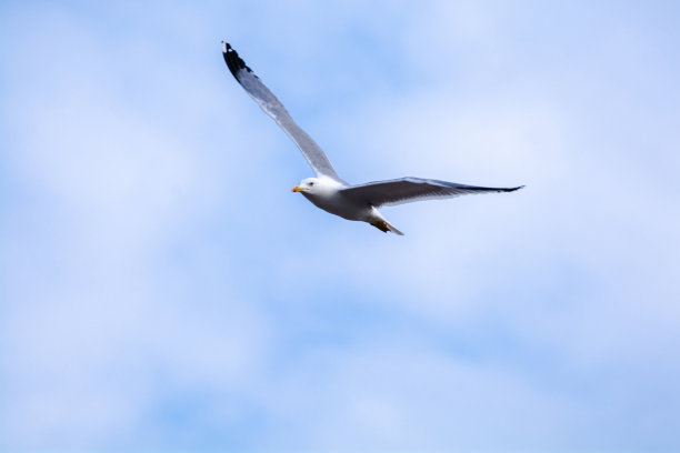 海鸥在云层中飞翔图片下载