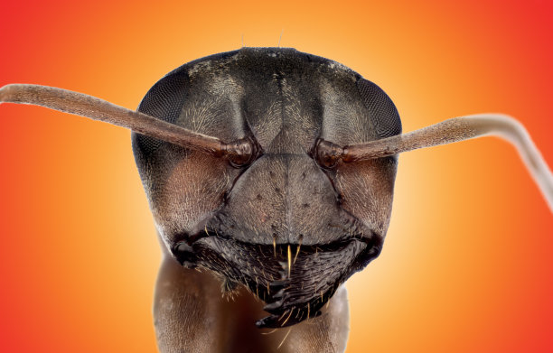 的蚂蚁图片下载