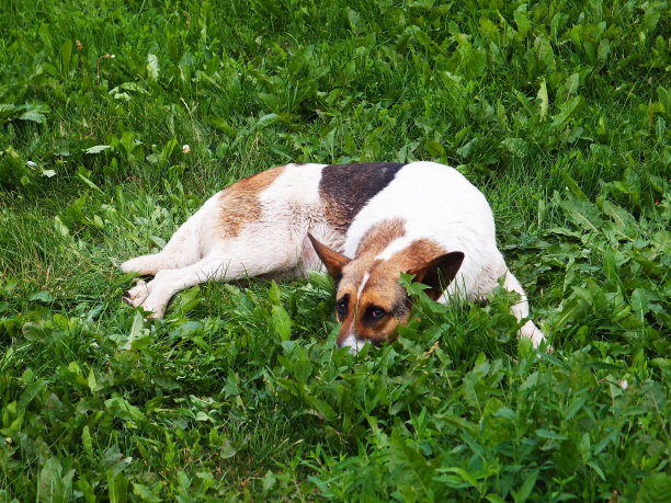 悲伤和湿无家可归的狗。草地上躺着一条被遗弃的没有项圈的狗图片下载