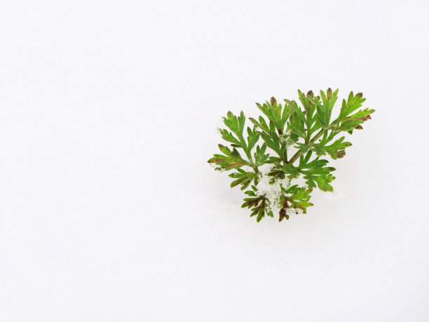 雪地里的绿草。西林是菊科胡萝卜、欧芹科中的一种开花植物图片下载