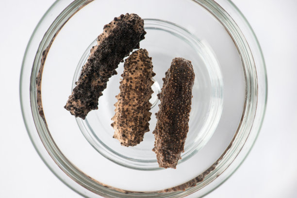 食品制备。水浸干海参图片下载