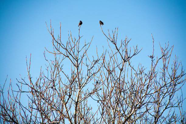 树枝上的鸟儿对着天空图片下载