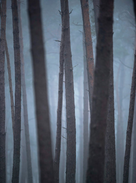 雾中的松树树干图片下载