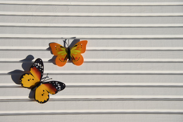 阳光下停留在天然白色木质背景上的趣味黄橙红色蝴蝶摄影图片，拍摄于英国南部海岸的花园中图片下载