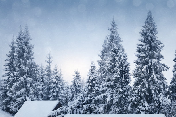 冬天的景色，树木被雪覆盖图片下载