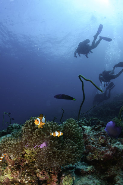 在珊瑚礁上潜水的人图片下载