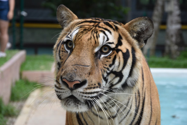 泰国普吉岛的老虎-老虎王国图片下载