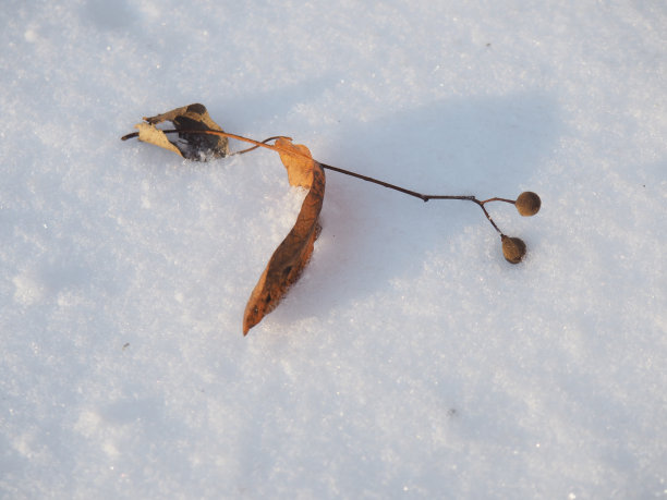 白雪上的枯枝图片下载