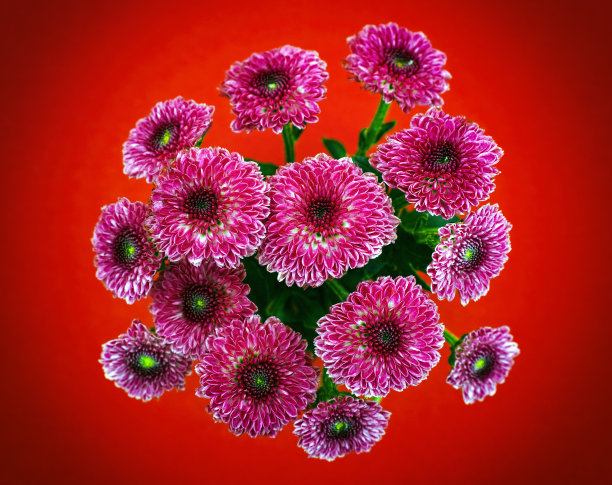 红色背景的勃艮第菊花。图片下载