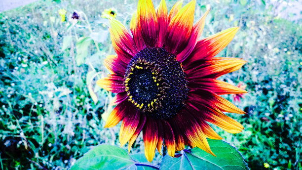 向日葵图片下载