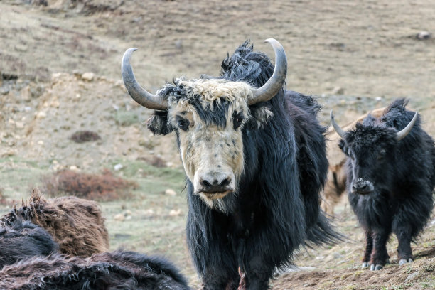 草原上的野黑牦牛图片下载