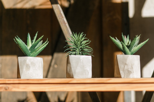 三盆多肉植物站在木架子上的阳光下，背景是木门素材图片