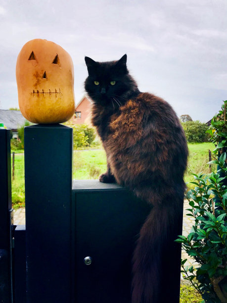 万圣节图片下载