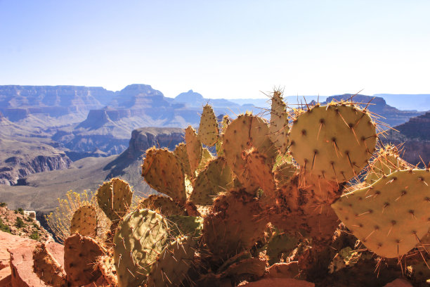 大峡谷里的仙人掌图片下载
