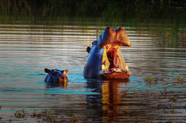 河马打哈欠素材图片