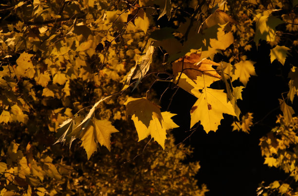 平面上的树叶图片下载
