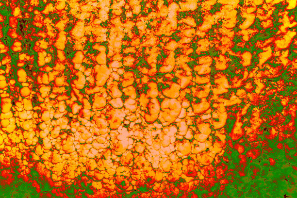 红外效果图片下载