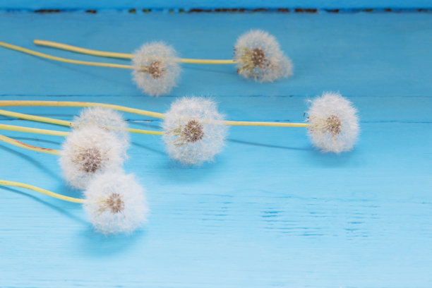 木质的蓝色背景上的蒲公英图片下载