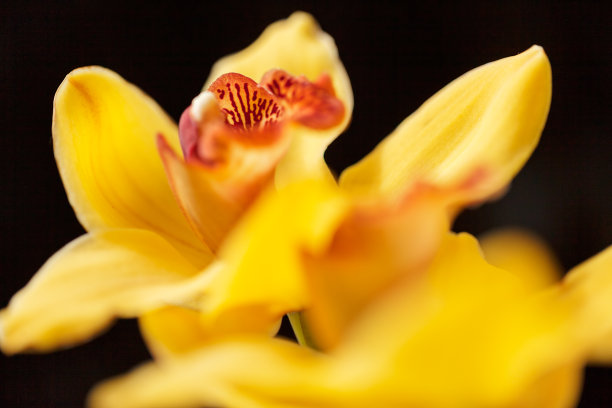 黄色的兰花图片下载