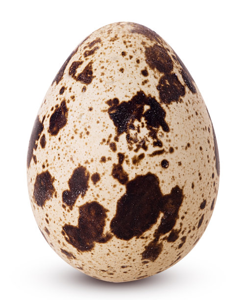 一个鹌鹑蛋图片下载