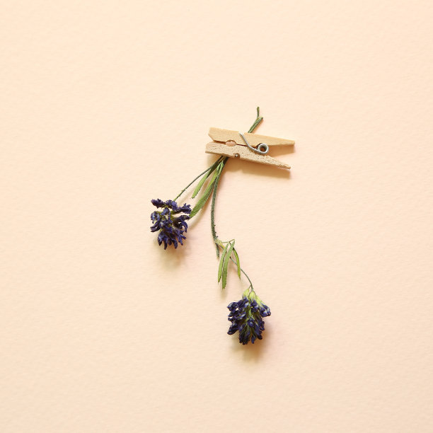 紫色干花，粉红色背景上有木夹子图片下载