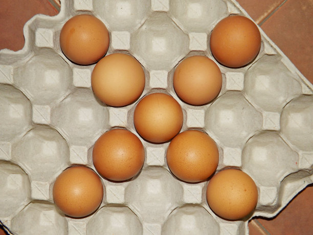 鸡蛋排列在纸蛋盘里图片下载