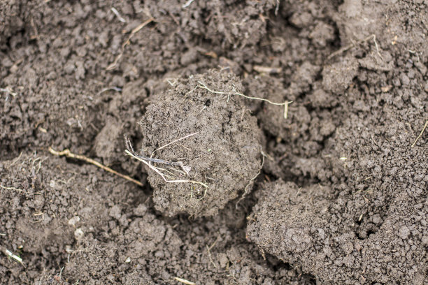 田间小植物的高角度观察图片下载
