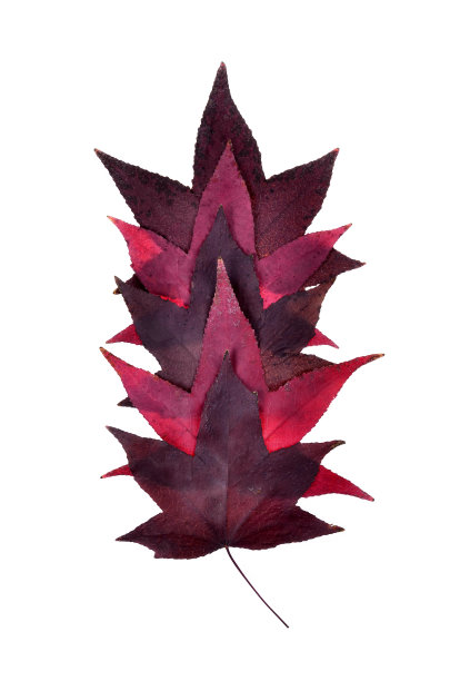 秋叶紫落孤图片下载