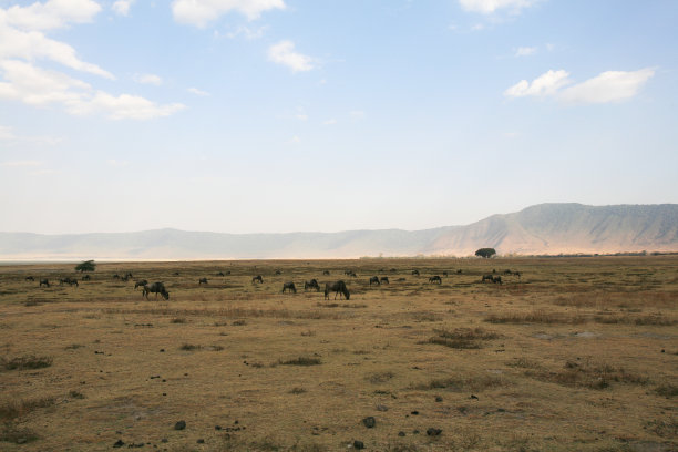 坦桑尼亚恩戈罗戈罗火山口保护区的一群蓝色角马。图片下载