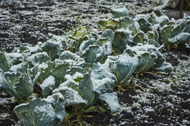 雪地里的卷心菜地特写素材图片