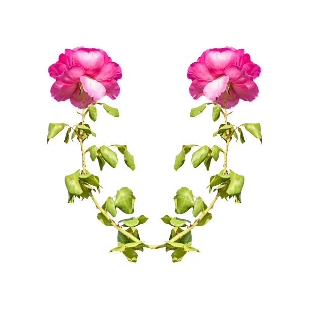 玫瑰花环的照片图片下载