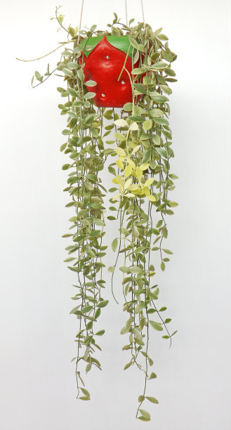 戴夫观赏植物在红色盆栽树在白色的背景图片下载