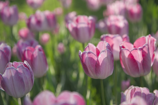 郁金香图片下载