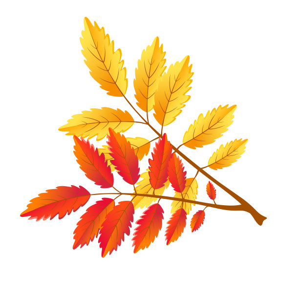 秋天五颜六色的花梨花叶子孤立在白色的背景图片下载