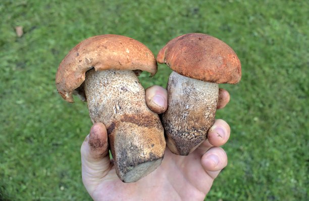 男人拿着美丽的橙色野生蘑菇。图片下载