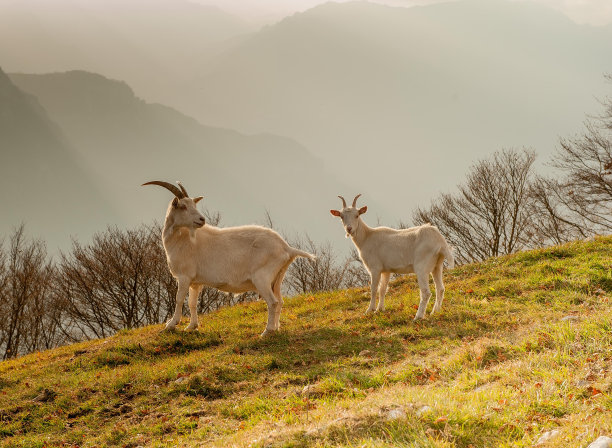 萨嫩刺山柑素材图片
