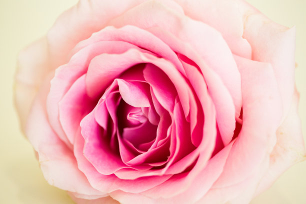 玫瑰的头图片下载