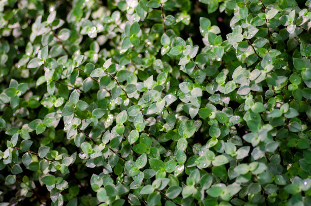 布什留下的背景图片下载