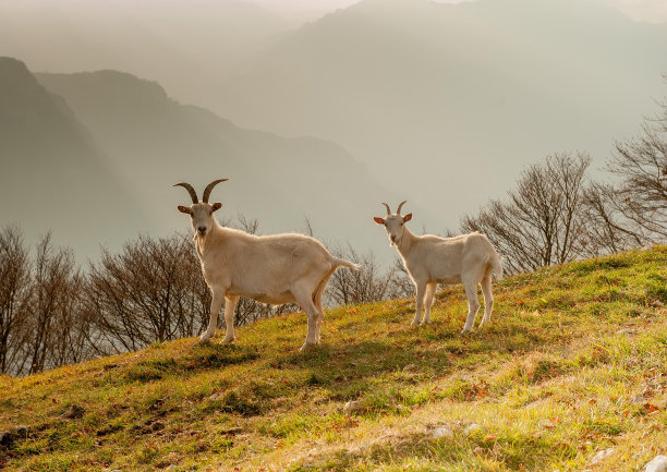 萨嫩刺山柑图片下载