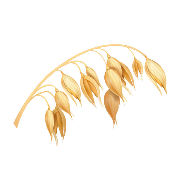 燕麦，现实的矢量插图图片下载