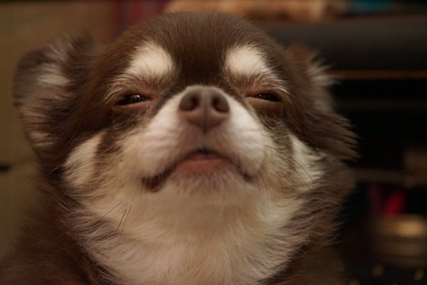 狗很有趣图片下载