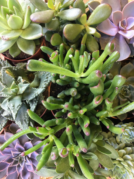 肉质植物花图片下载