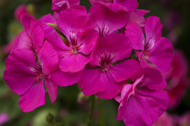 一株粉红色的天竺葵花素材图片