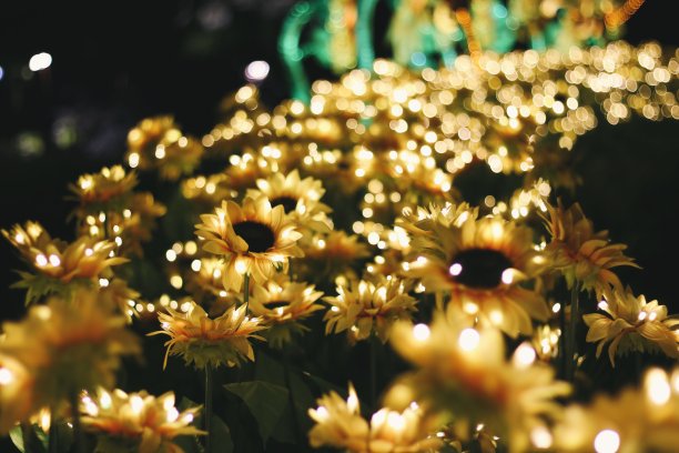 向日葵在夜晚与光图片下载