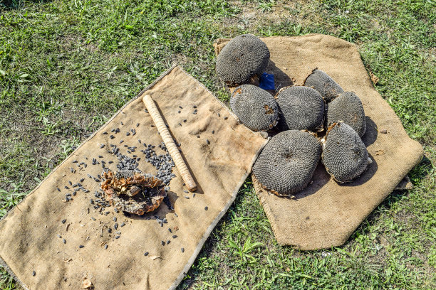 向日葵头准备击倒。素材图片