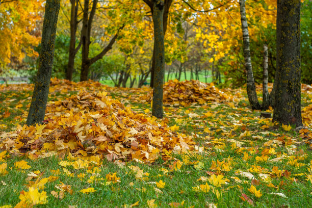秋天的城市公园。落下来的黄色枫叶整齐地堆在草坪上的一棵树下图片下载