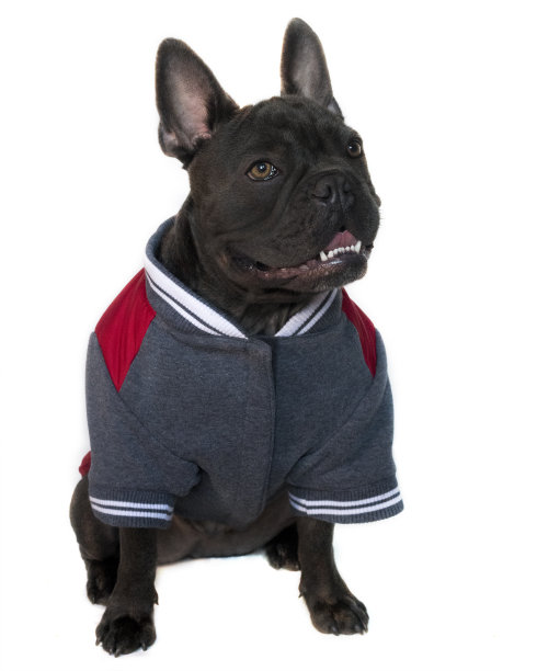 法国斗牛犬穿着大学运动服图片下载