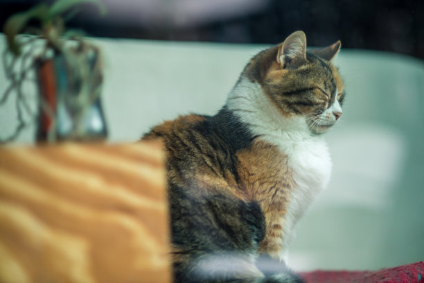 猫在窗台上睡觉图片下载