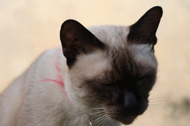 可爱的暹罗猫放松在地板上看不镜头图片下载